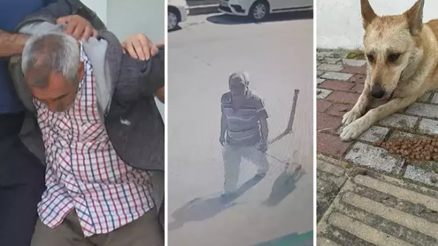 Bakırköy’de iğrenç olay Sokak köpeği koruma altına alındı