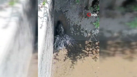Nesli tükenme tehlikesi altında olan oklu kirpi görüntülendi