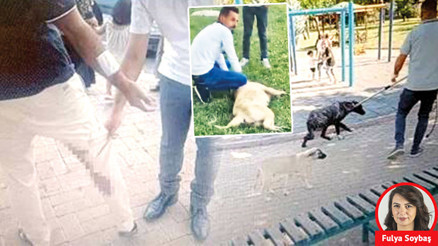 ‘Kuduz’ şüphesiyle 2 mahalle karantinada... Şanlıurfa’da hayvan severler ve büyükşehir karşı karşıya