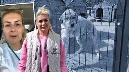 Hasta köpeklerin Ankaraya taşınması soruşturmasında bir tutuklama