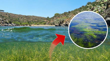 Yosun zannedilerek toplanıyor Akdeniz’de yüzde 90’ı tahrip olmuş durumda... ‘Dalgaların ve akıntıların enerjisini azaltıyorlardı ama…’ Yosun zannedilerek toplanıyor Akdeniz’de yüzde 90’ı tahrip olmuş durumda... ‘Dalgaların ve akıntıların enerjisini azaltıyorlardı ama…’