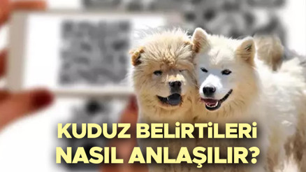 KUDUZ NEDİR, BELİRTİLERİ NELERDİR | Kuduz nasıl bulaşır, kuduz aşısı ne zaman yapılır İşte kuduz hastalığı belirtileri
