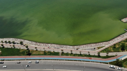 İzmirde denizin renginin değişmesinin nedeni plankton patlaması