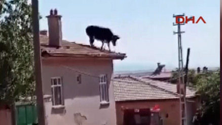 Konyada kaçan boğa ortalığı birbirine kattı Binanın çatısına çıktı... O anlar kamerada Konyada kaçan boğa ortalığı birbirine kattı Binanın çatısına çıktı... O anlar kamerada