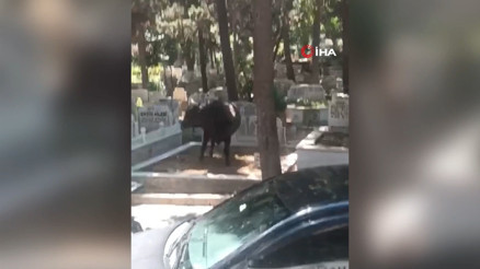 Beyoğlu’nda mezarlığa dalan kızgın boğa kamerada: İki kişiyi yaraladı