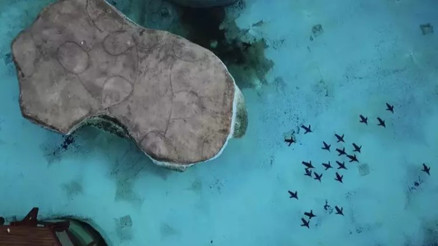 Bursada hayvanat bahçesinde penguenlere yaz uygulaması