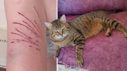 Kedi saldırısında neye uğradığını şaşırdı Kaplan gibi atladı Ben artık korkuyorum