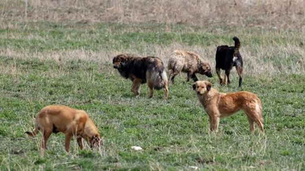 O teklif vekilleri ikiye böldü: ‘Tek çare uyutma’ olmamalı O teklif vekilleri ikiye böldü: ‘Tek çare uyutma’ olmamalı