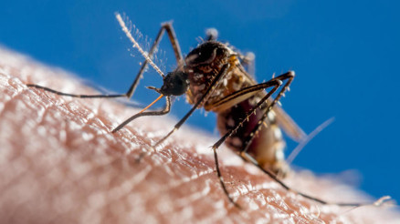 Dang humması, Avrupaya da yayılıyor. Ülkemizde durum ne