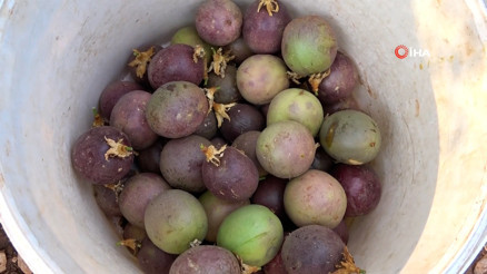 Her gün kasa kasa hasat yapılıyor, kilogramı 100 TL’den satılıyor