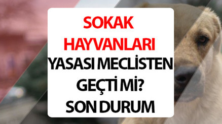 SOKAK HAYVANLARI YASASI SON DURUM (İLK 3 MADDE KABUL EDİLDİ): Sokak hayvanları yasası çıktı mı, ilk 3 madde nedir, köpekler uyutulacak mı Sokak hayvanları yasası kedileri kapsıyor mu
