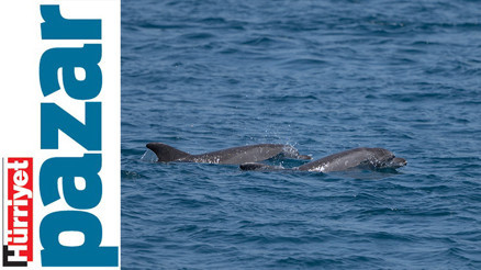 Denizde yunus varsa umut var Denizde yunus varsa umut var