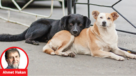 Asıl köpek katliamı şuradan çıkacak