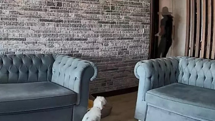 İstanbulda bir eve hırsız girdi, şüphelileri izleyen köpek gülümsetti