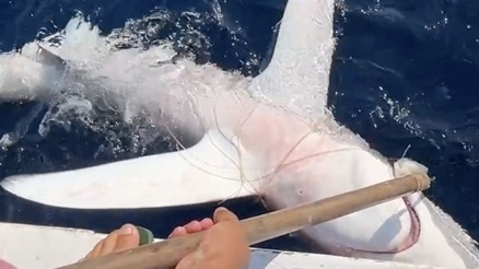 Dünyadaki en vahşi ve en hızlı tür Devasa boyuttaki balık Çanakkale açıklarında bulundu