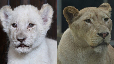 Tuzlada annelerinin reddettiği yavru aslanlara veteriner sahip çıktı: Beyaz olan 3 yaşına, diğeri ise 5. ayına girdi