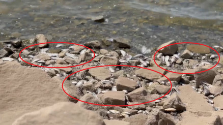 Diyarbakırda Devegeçidi Baraj’ında balık ölümü