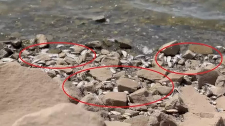 Diyarbakır Devegeçidi Baraj’ında ‘Asya sazanı’ ölümü