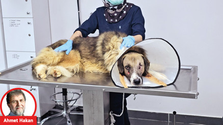 Köpeklere nişan alıp ateş etmek serbest mi