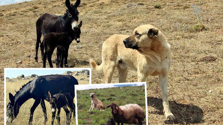 Muhteşem içgüdü Kral isimli köpeğin sadakati hayran bıraktı... Önce hamile koyunun sonra da hamile eşeğin kahramanı oldu