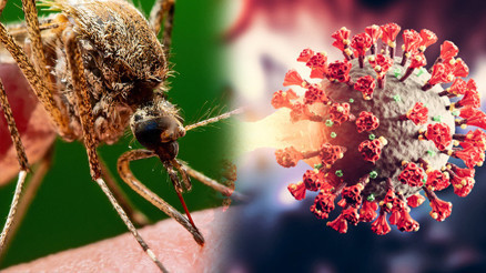 Batı Nil Virüsü nasıl bulaşır, belirtileri neler Culex sivrisinek hastalığı Batı Nil virüsü nedir, neden olur Vakalar görülmeye başlandı