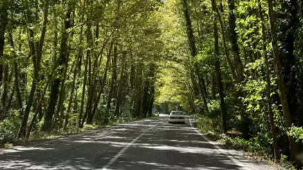 Bartın’da ağaç tüneli görenleri hayran bırakıyor Bartın’da ağaç tüneli görenleri hayran bırakıyor
