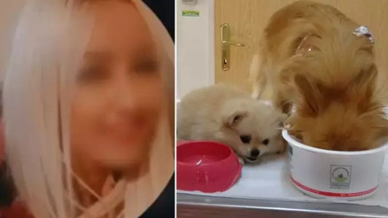 Eski erkek arkadaş şikayet etti, evde köpeklere işkence ortaya çıktı