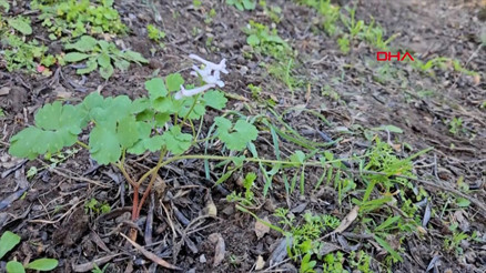Yeni keşfedilen bitki türü Latmos Kazgagası yok olma tehlikesiyle karşı karşıya