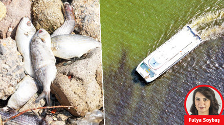 Deniz karardı ölü balıklar kıyıya vurdu Deniz karardı ölü balıklar kıyıya vurdu