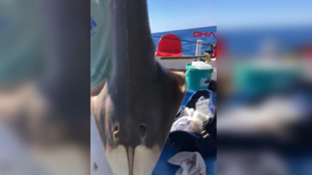 ‘İnsan yüzlü balık Serik açıklarında oltaya takıldı