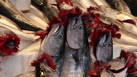 Karadenizde av sezonu başladı, tezgahlar şenlendi