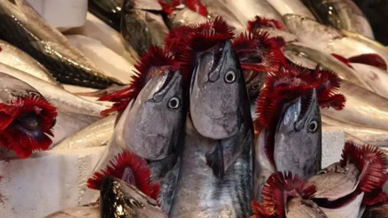 Karadeniz’de av sezonu bereketli başladı, tezgahlar şenlendi