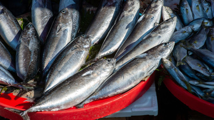Eylül ayında hangi balık yenir Hangi balık hangi ay yenir Mevsimlere göre balık türleri...
