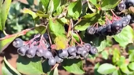 Televizyonda gördü, aronya bitkisini yetiştirmeye başladı