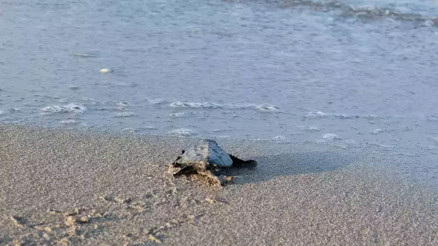 169 bin 972 deniz kaplumbağası denizle buluştu