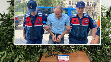 Samsunda ormanda kenevir yetiştiren şüpheli, tutuklandı