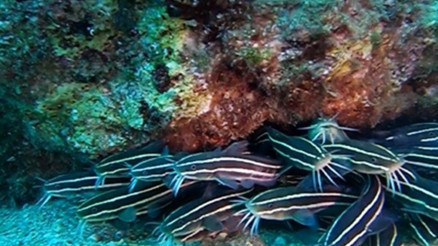 Antalya Körfezinde ilk kez zehirli çizgili kedi balığı görüntülendi