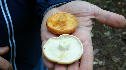Onlarca kişi hastanelik oldu Sinsi bir şekilde ilerliyor... Mantar zehirlenmesi nasıl anlaşılır