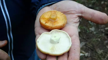 Ormanlardaki mantar bolluğu, onlarca kişiyi hastanelik etti