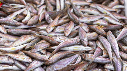 Ekim ayında hangi balıklar yenir Barbun, minekop, palamut... İşte ekim ayı en lezzetli balıkları Ekim ayında hangi balıklar yenir Barbun, minekop, palamut... İşte ekim ayı en lezzetli balıkları