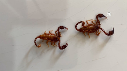 Konyada yeni akrep türü keşfedildi