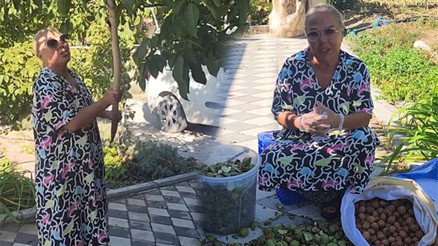 Safiye Soyman ceviz hasadına başladı