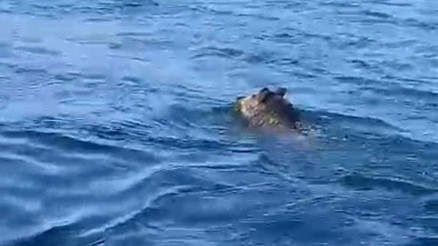 Balıkçı şaşkına döndü: Palamuta geldik, domuz bulduk