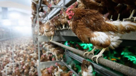 Tarım ve Orman Bakanlığından kuş gribi açıklaması Tarım ve Orman Bakanlığından kuş gribi açıklaması