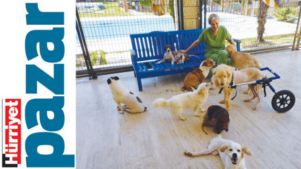 Bakıma muhtaç hayvanları misafir ediyorlar Bakıma muhtaç hayvanları misafir ediyorlar