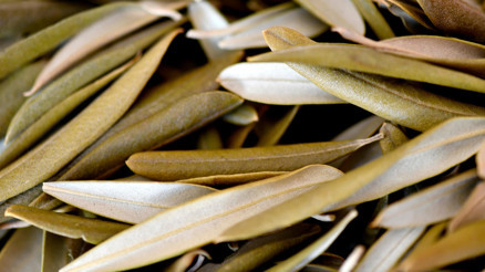 Binlerce yıldır tedavi amaçlı kullanılıyor Zeytin yaprağı çayı virüslere karşı korur mu