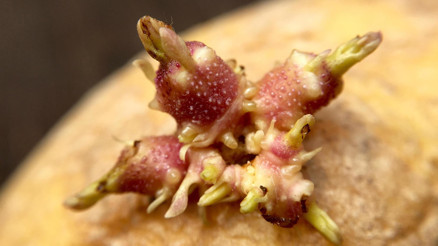 Üstü filizlenmiş ve yeşile dönmüş patatesler tehlike saçıyor