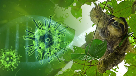 Tembel hayvan ateşi bulaştı: Bebeği ölü doğdu... Uzmanlar uyardı Tembel hayvan ateşi bulaştı: Bebeği ölü doğdu... Uzmanlar uyardı