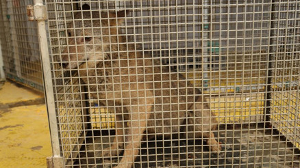 İstanbul Çekmeköyde şehre inen kurt, yakalandı Köpekler ile oyun oynayıp sosyalleşiyordu İstanbul Çekmeköyde şehre inen kurt, yakalandı Köpekler ile oyun oynayıp sosyalleşiyordu