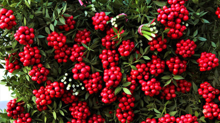 Tezgahlarda yerini almaya başladı Kokina çiçeği nedir, suya konur mu İşte kokina çiçeği anlamı